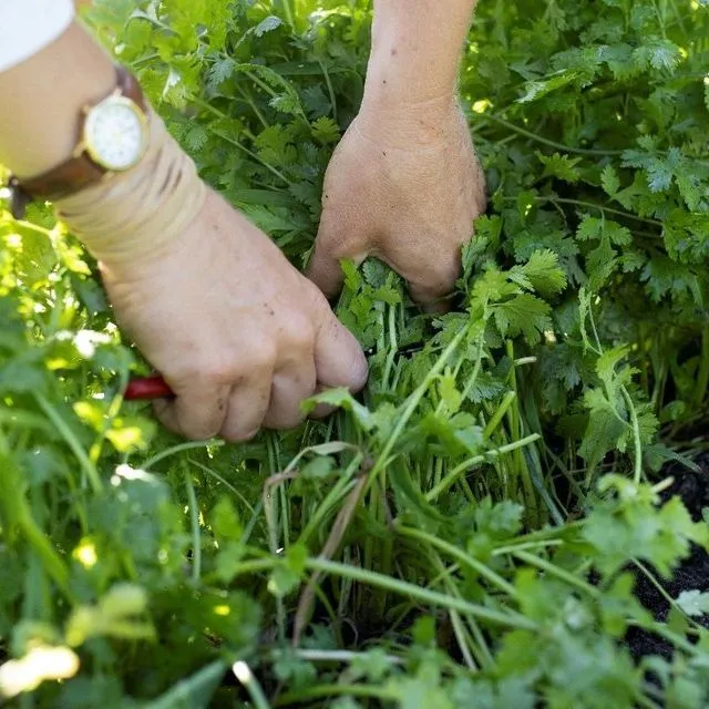 thumbnail for publication: Healthy Harvest: Florida Herbs